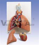 Lung Model with larynx, 5 part